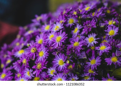 Prairie Aster Flower, Violet Flower