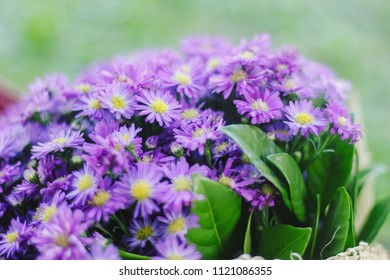 Prairie Aster Flower, Violet Flower