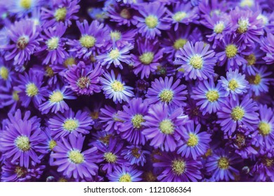 Prairie Aster Flower, Violet Flower