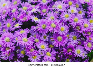 Prairie Aster Flower, Violet Flower