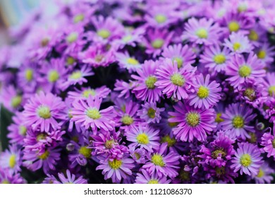 Prairie Aster Flower, Violet Flower