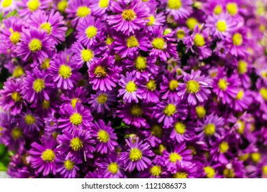 Prairie Aster Flower, Violet Flower