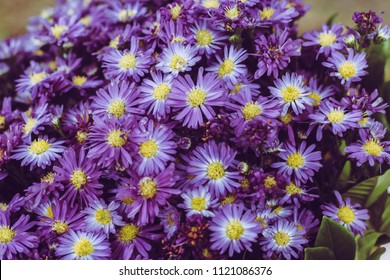 Prairie Aster Flower, Violet Flower