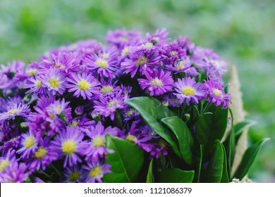 Prairie Aster Flower, Violet Flower