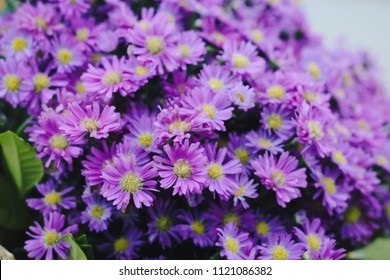 Prairie Aster Flower, Violet Flower