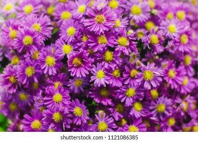 Prairie Aster Flower, Violet Flower