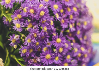 Prairie Aster Flower, Violet Flower