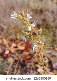 Prairie Aster In Winter