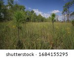 Prairie in Big Cypress National Preserve, Florida, USA