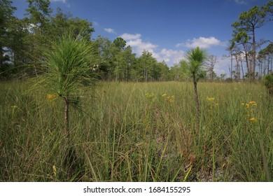 Prairie In Big Cypress National Preserve, Florida, USA