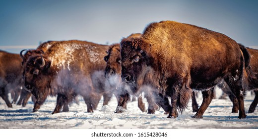 Prairie Bison in a Frosty Winter Morning
