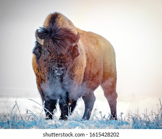 Bison High Res Stock Images Shutterstock