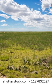 Prairie cactus in the Pawnee National Grasslands in north western Colorado - Shutterstock ID 1127832527