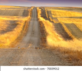 Prairie Chicken On The Road