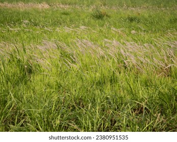 A prairie consists of Imperata cylindrica or cogon grass or 'alang-alang' blow by the wind