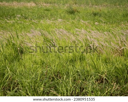 A prairie consists of Imperata cylindrica or cogon grass or 'alang-alang' blow by the wind