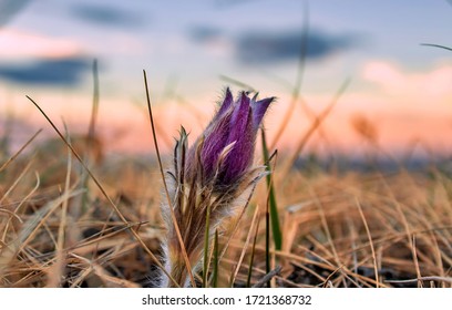 Prairie Crocus Flower At Sunrise