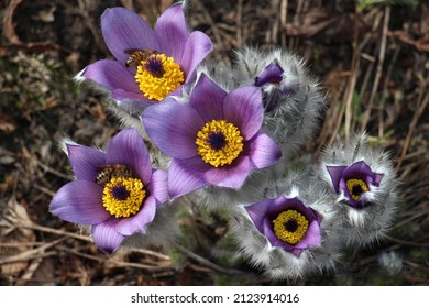 Prairie Crocus Or Meadow Anemone