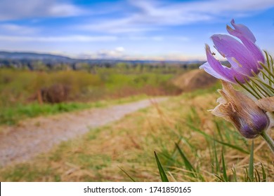 Prairie Crocus In A Spring Field