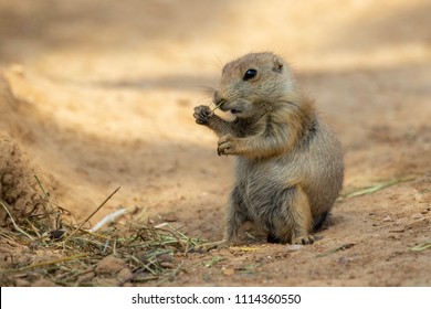 Prairie Dog .