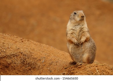 Prairie Dog