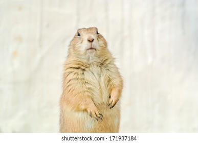 Prairie Dog