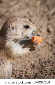 Prairie Dog