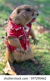 Prairie Dog