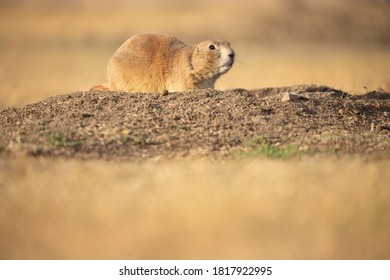 Prairie Dog Alert On Mound