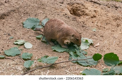 Prairie Dog Animal Is Eating On Natural Background.