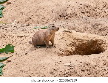 Prairie Dog Animal On Natural Background.