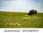 Prairie dog and a buffalo in the Black HIlls of South Dakota. Custer State Park, South Dakota Black Hills Wildlife Loop Road.