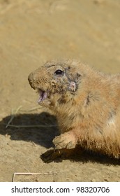 Prairie Dog Calling