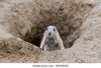 Prairie Dog Hole Images Stock Photos Vectors Shutterstock