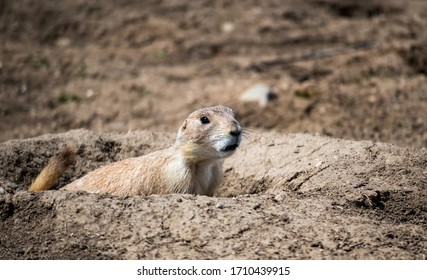 Prairie Dog In Cherry Creek State Park, Denver, Colorado