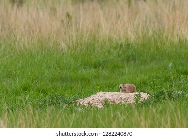 Prairie Dog Chirps Outside Mound In Prairie Dog Town