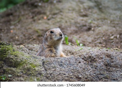 Prairie dog close-up in the zoo - Powered by Shutterstock