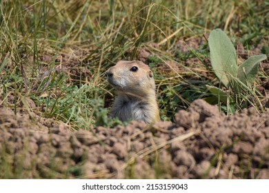 Prairie Dog In Custer State Park, South Dakota, USA