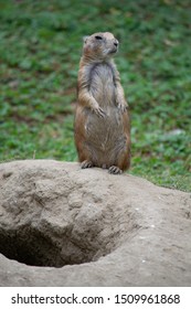 Prairie Dog (Cynomys) On Rock