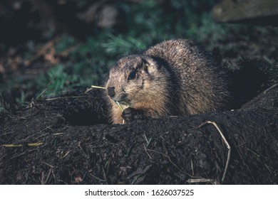 Prairie Dog Digging A Hole