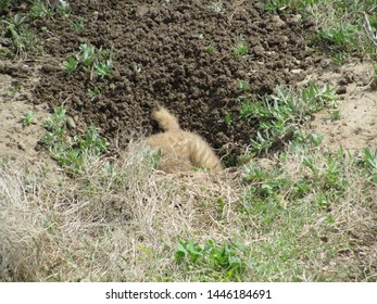 Prairie Dog Digging A Hole Down Into A Burrow