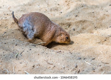 Prairie Dog Digging Hole Or Motion Blurred Digging Hole By Prairie Dog.