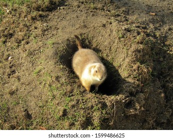 Prairie Dog Digging A Hole In The Zoo In Budapest, Hungary