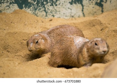 Prairie Dog Digging Holes