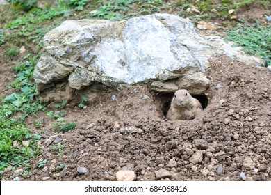 A Prairie Dog Exhibit At ZooAmerica, Hershey, Pennsylvania.