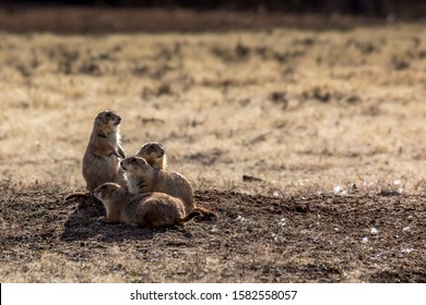 Vultures Wild Feed On Corpse Dead Stock Photo (Edit Now) 1400222237