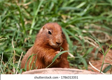 Prairie Dog / Ground Hog On The Mound