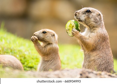 A Prairie Dog And His Young Animal Are Eating