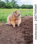 Prairie  dog looking at a camera on a grassy field