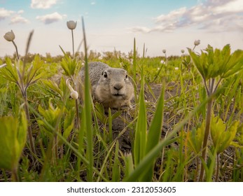 The prairie dog looking at a camera on a grassy lawn. Rodent portrait